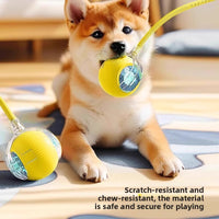 Dog toys.